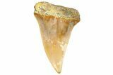 Fossil Mako Shark Tooth - Dakhla, Morocco #365240-1